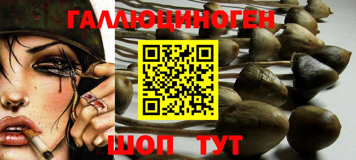 Чита  Галлюциногенные грибы прущие грибы  Вход с VPN 